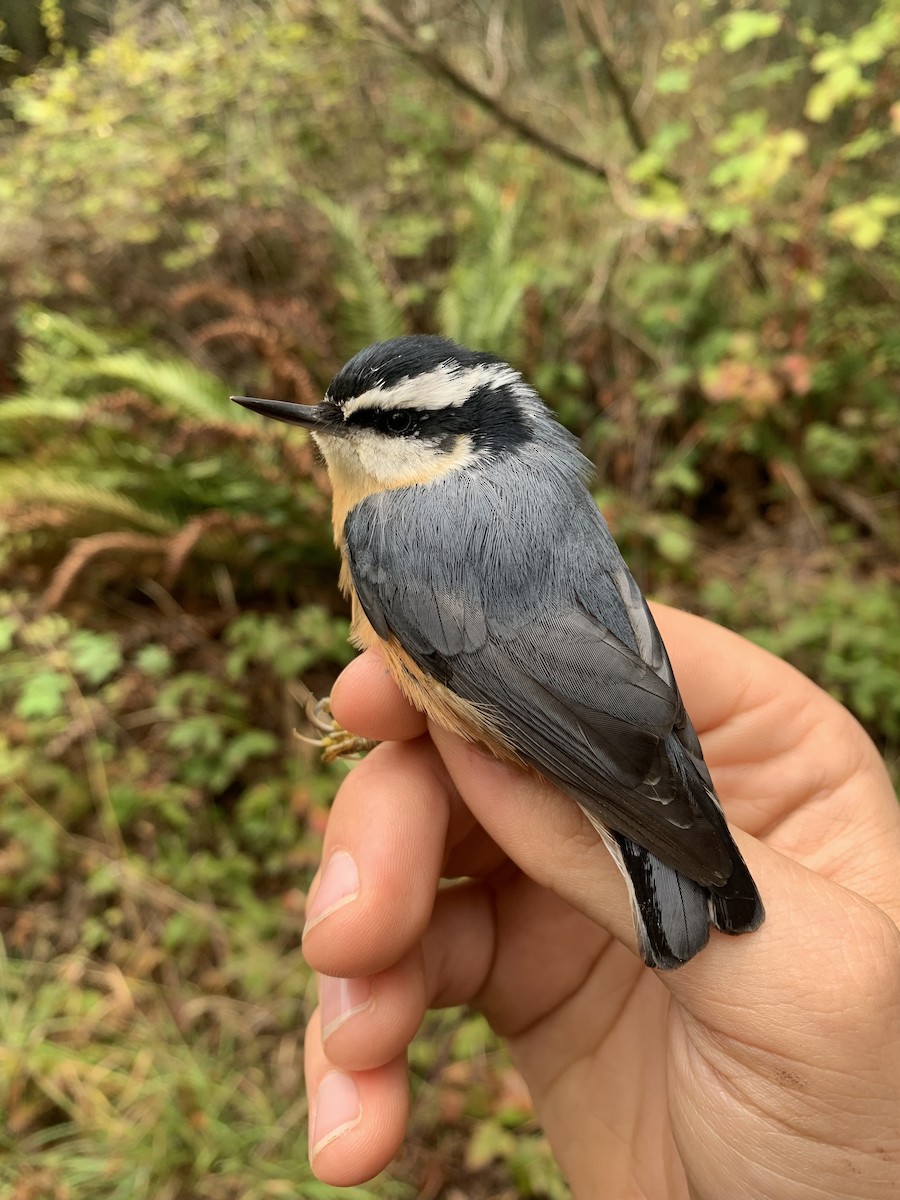 Red-breasted Nuthatch - ML643787405