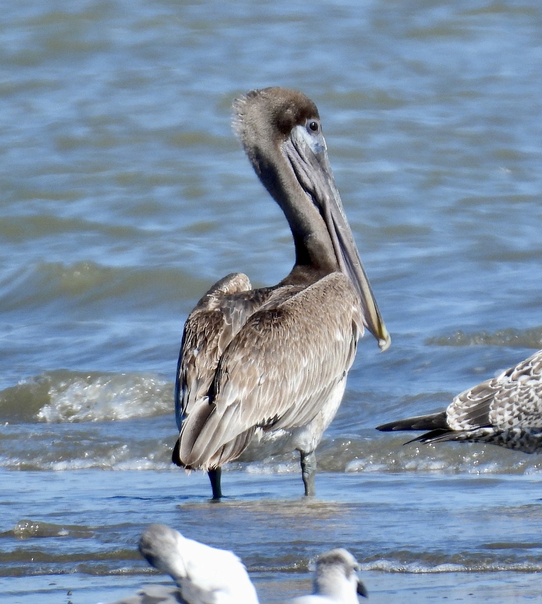 Brown Pelican - ML643787408