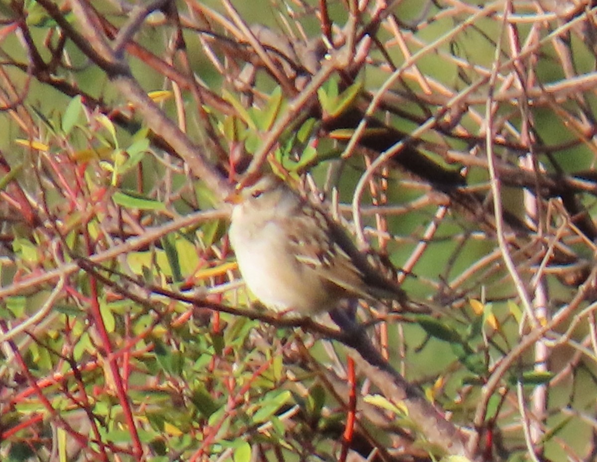 White-crowned Sparrow - ML643787413