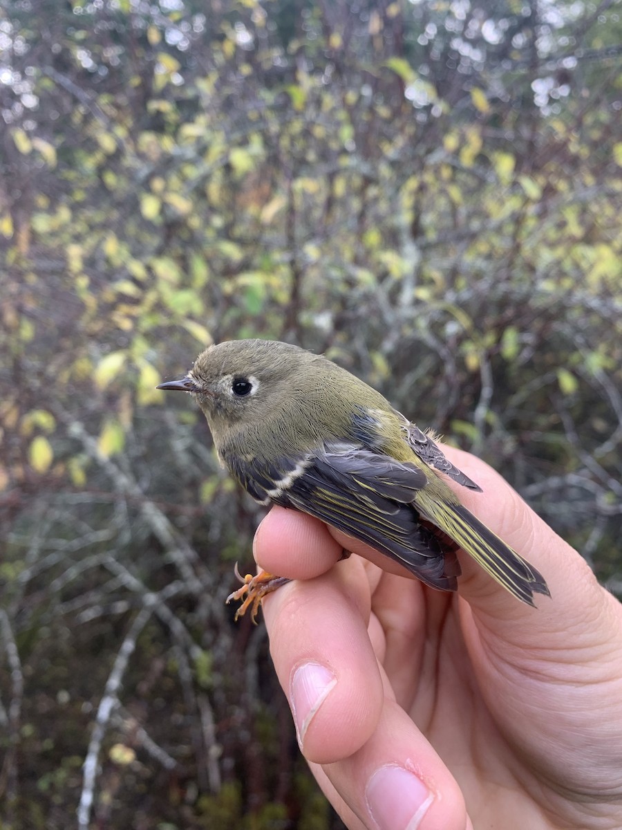 Ruby-crowned Kinglet - ML643787414