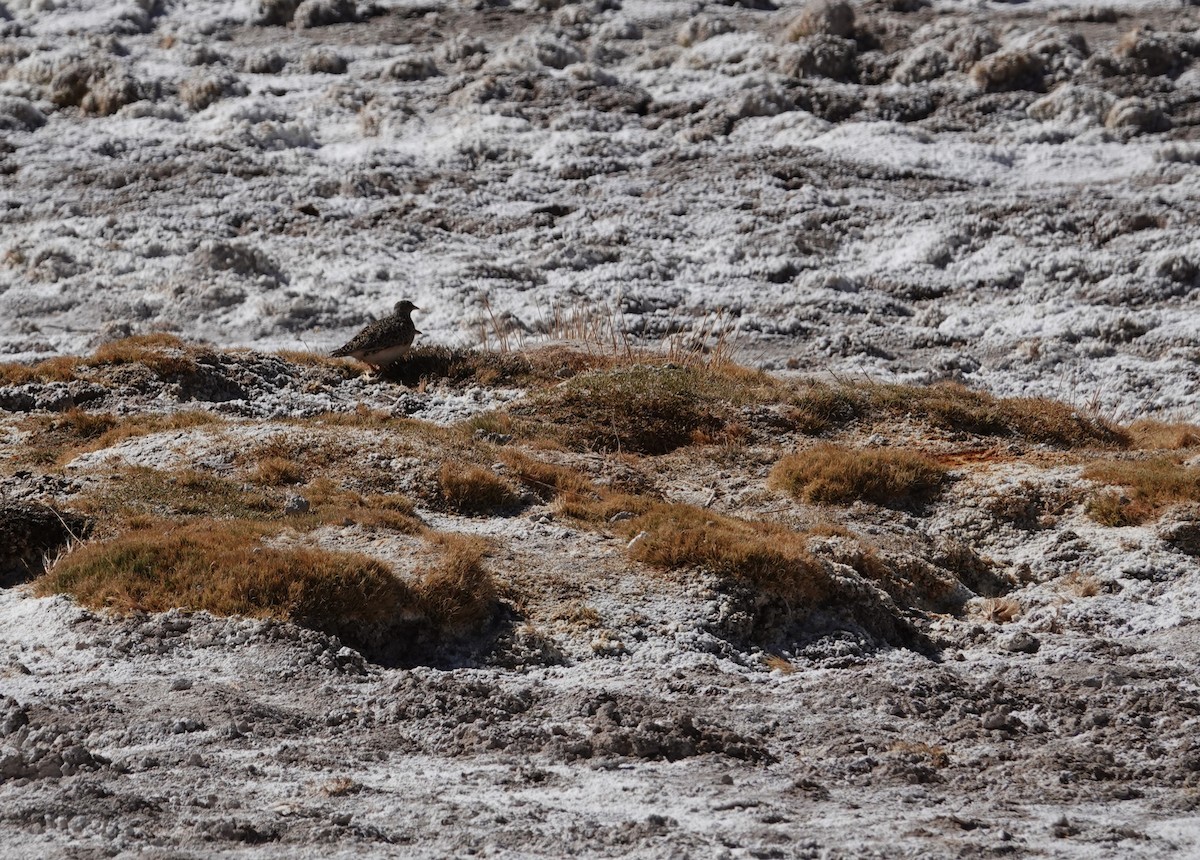 Gray-breasted Seedsnipe - ML643787423