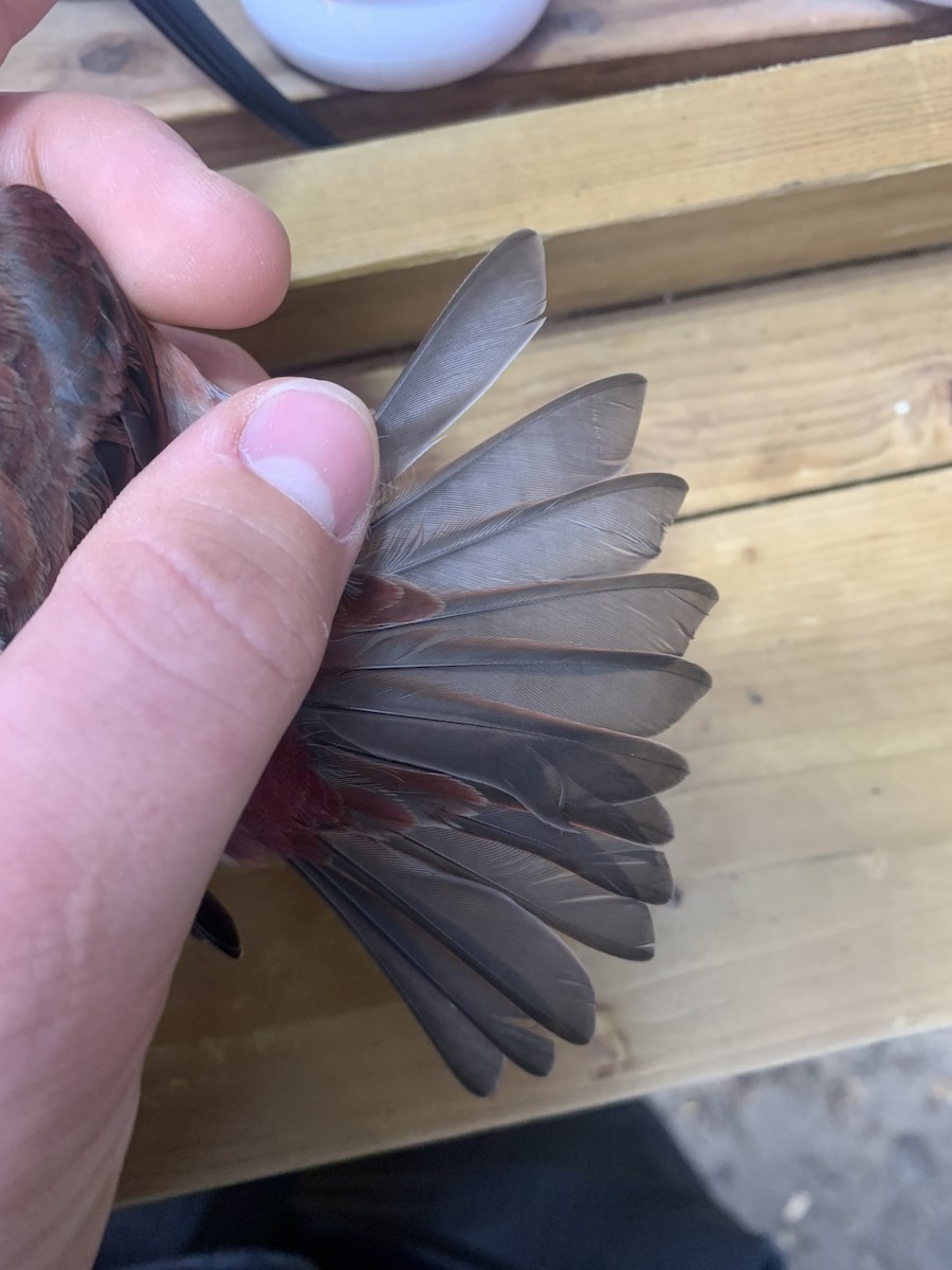Purple Finch (Western) - ML643787440