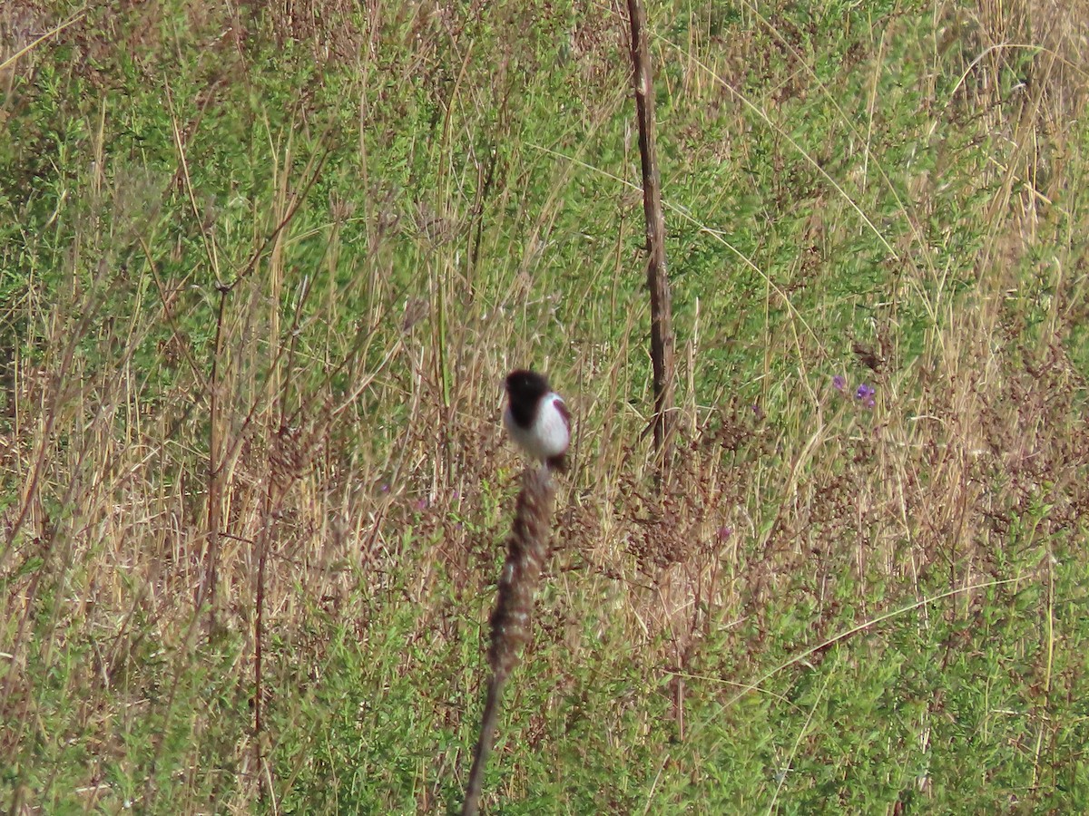 Hooded Robin - ML643787442