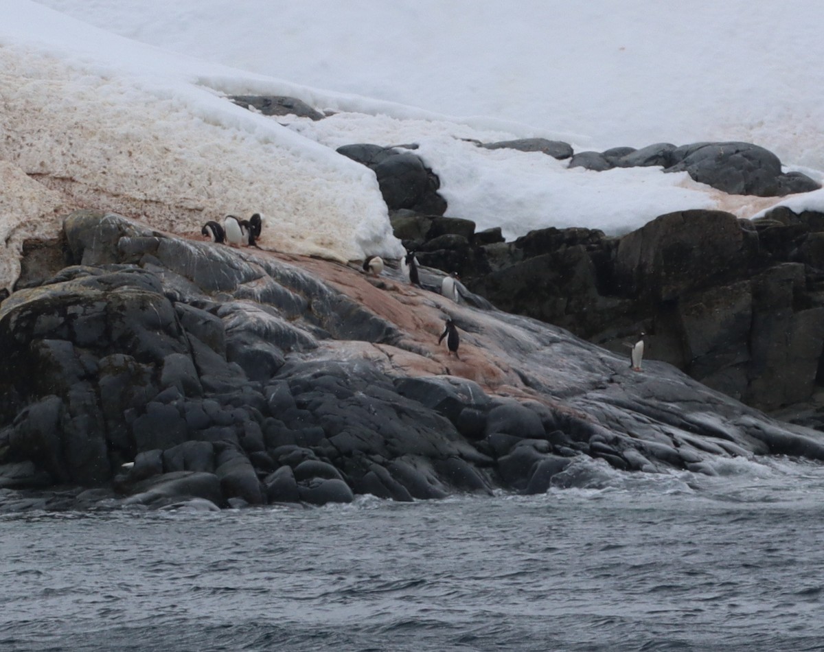 Gentoo Penguin - ML643787447