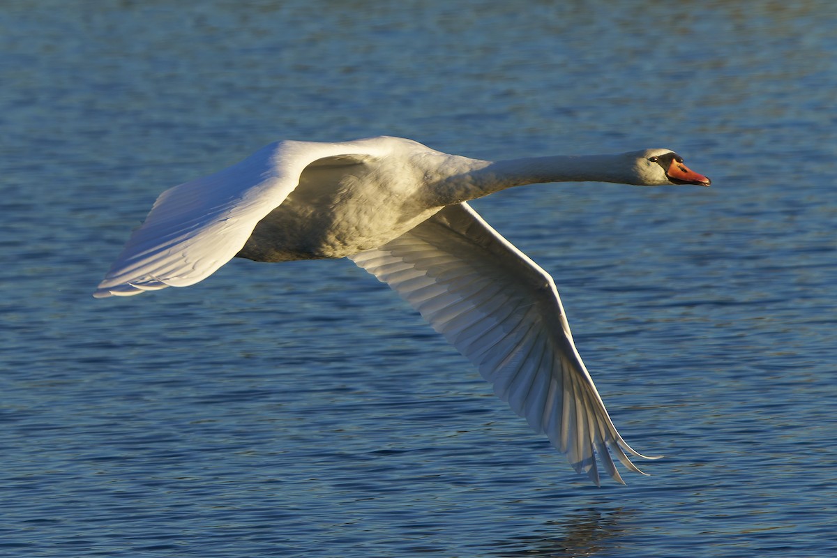Mute Swan - ML643787449