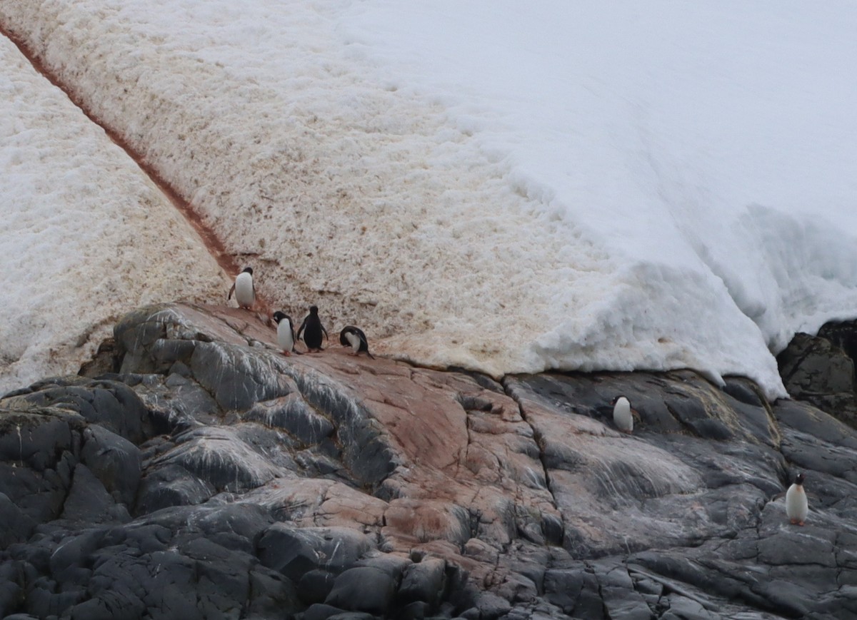 Gentoo Penguin - ML643787453