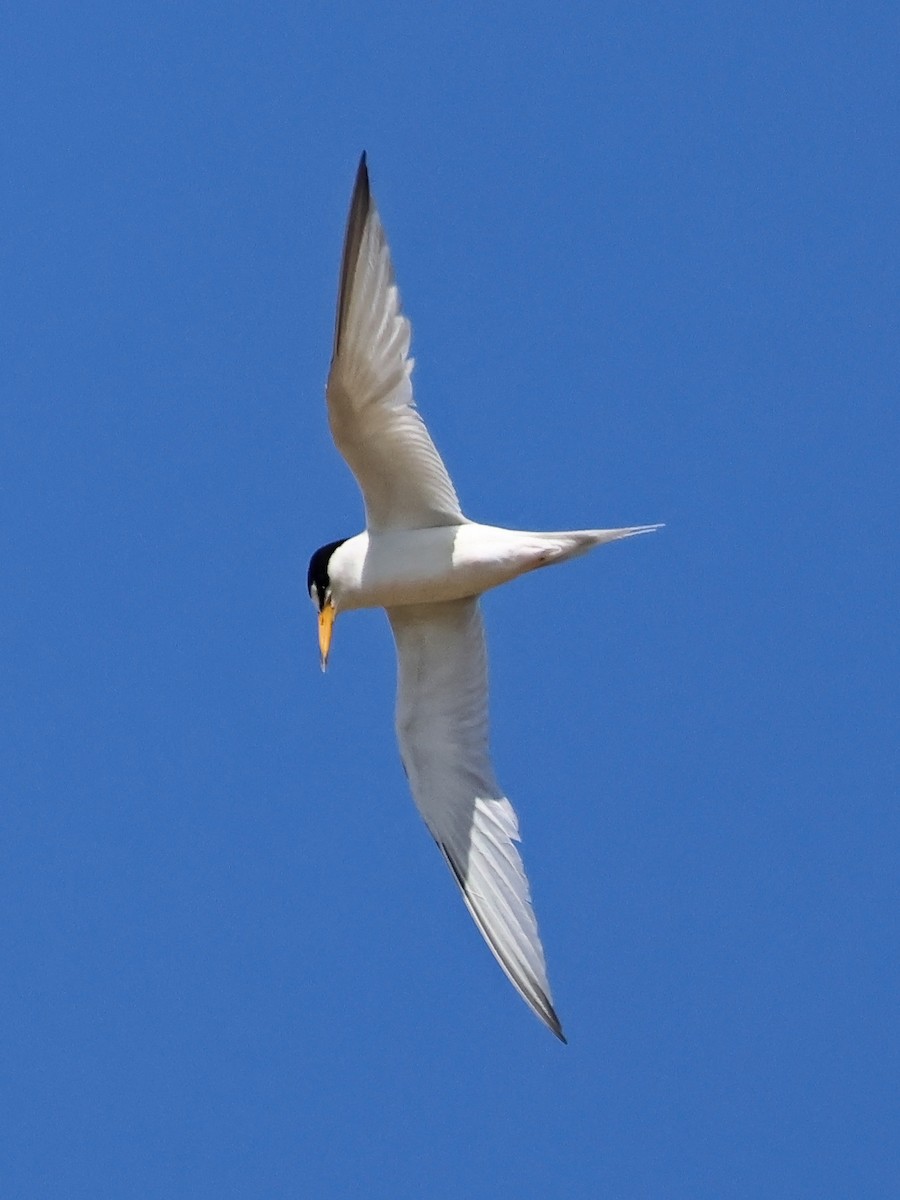Least Tern - ML643787466