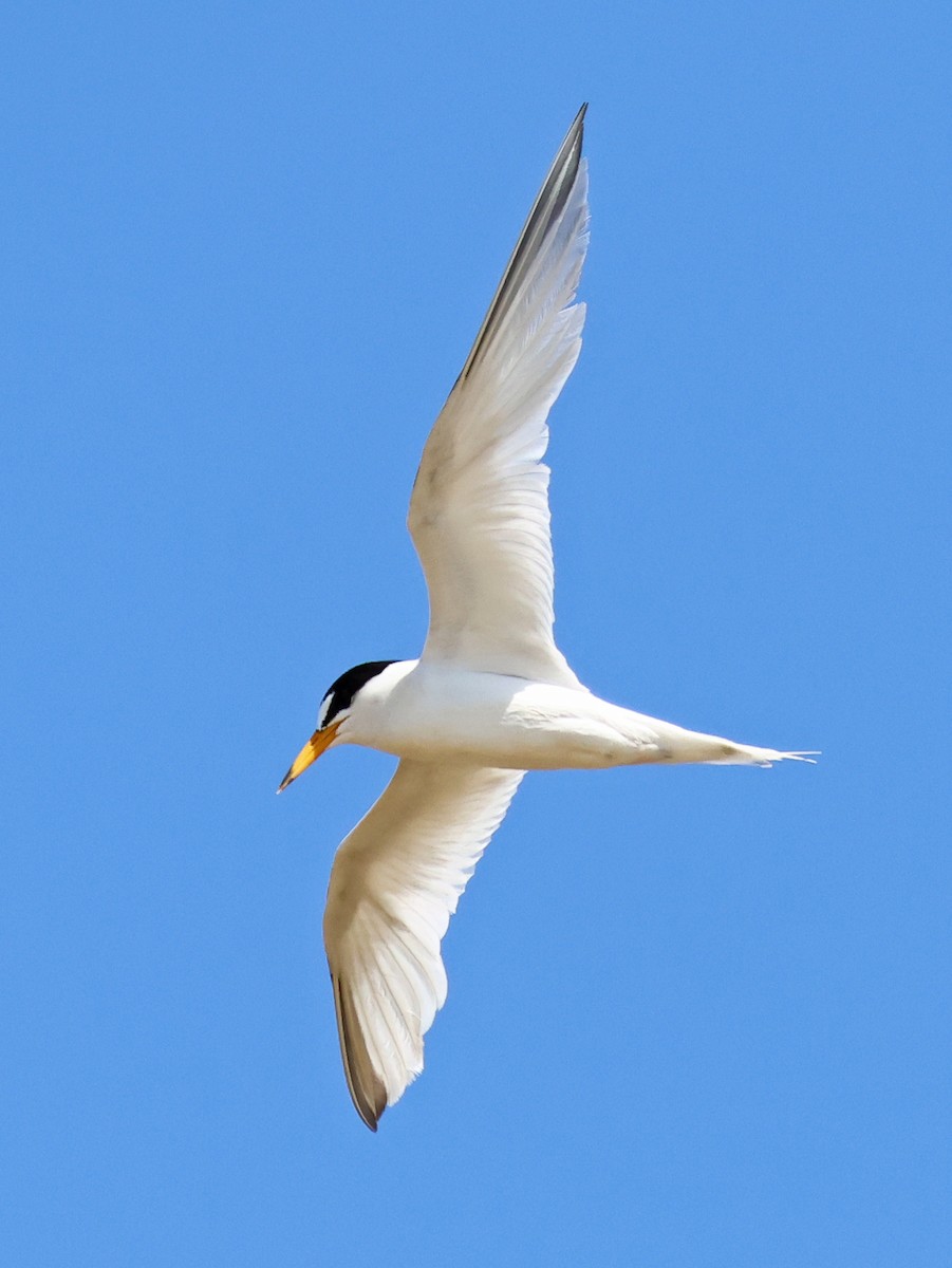 Least Tern - ML643787467