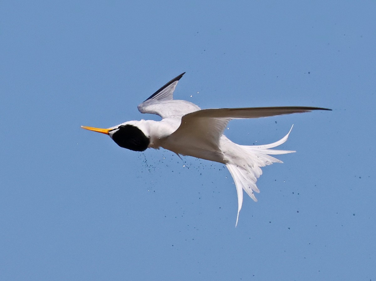 Least Tern - ML643787468