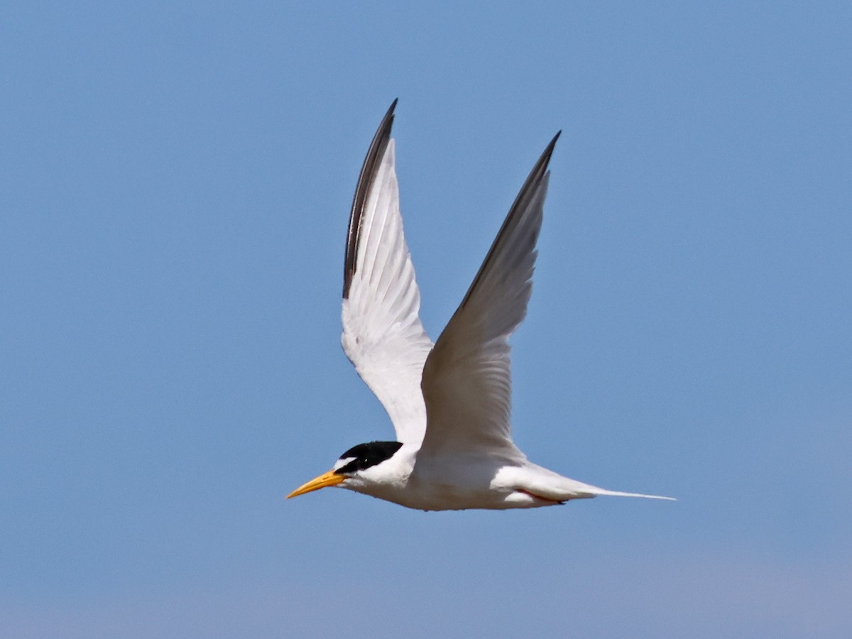Least Tern - ML643787469