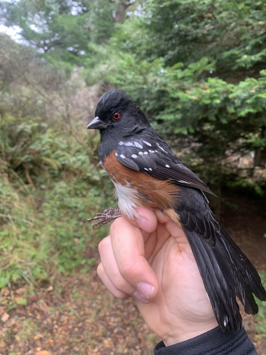 Spotted Towhee (oregonus Group) - ML643787471