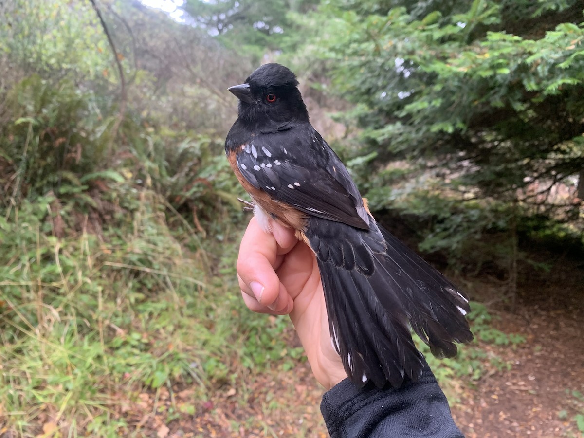 Spotted Towhee (oregonus Group) - ML643787472
