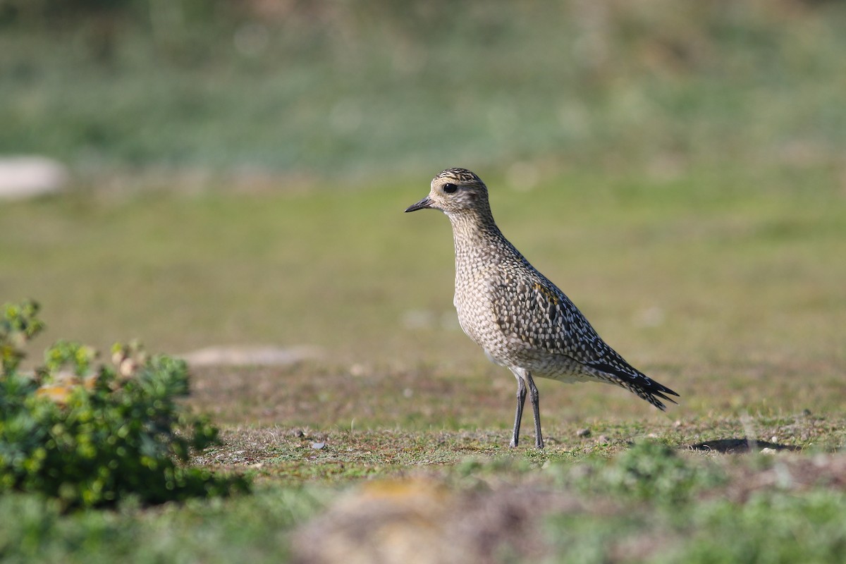 European Golden-Plover - ML643787476
