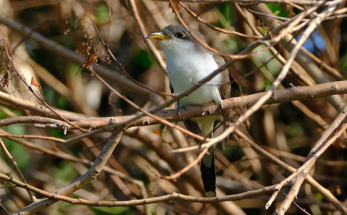 Yellow-billed Cuckoo - ML643787478