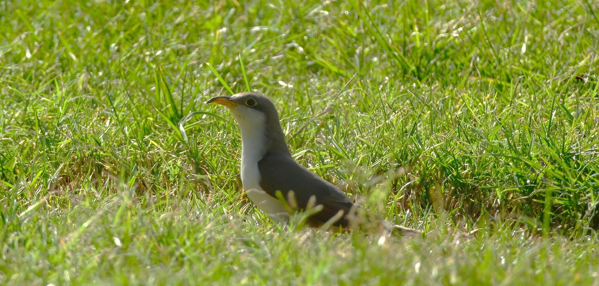 Yellow-billed Cuckoo - ML643787483