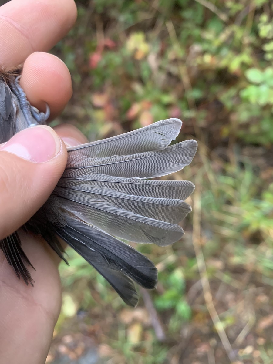 Chestnut-backed Chickadee - ML643787499