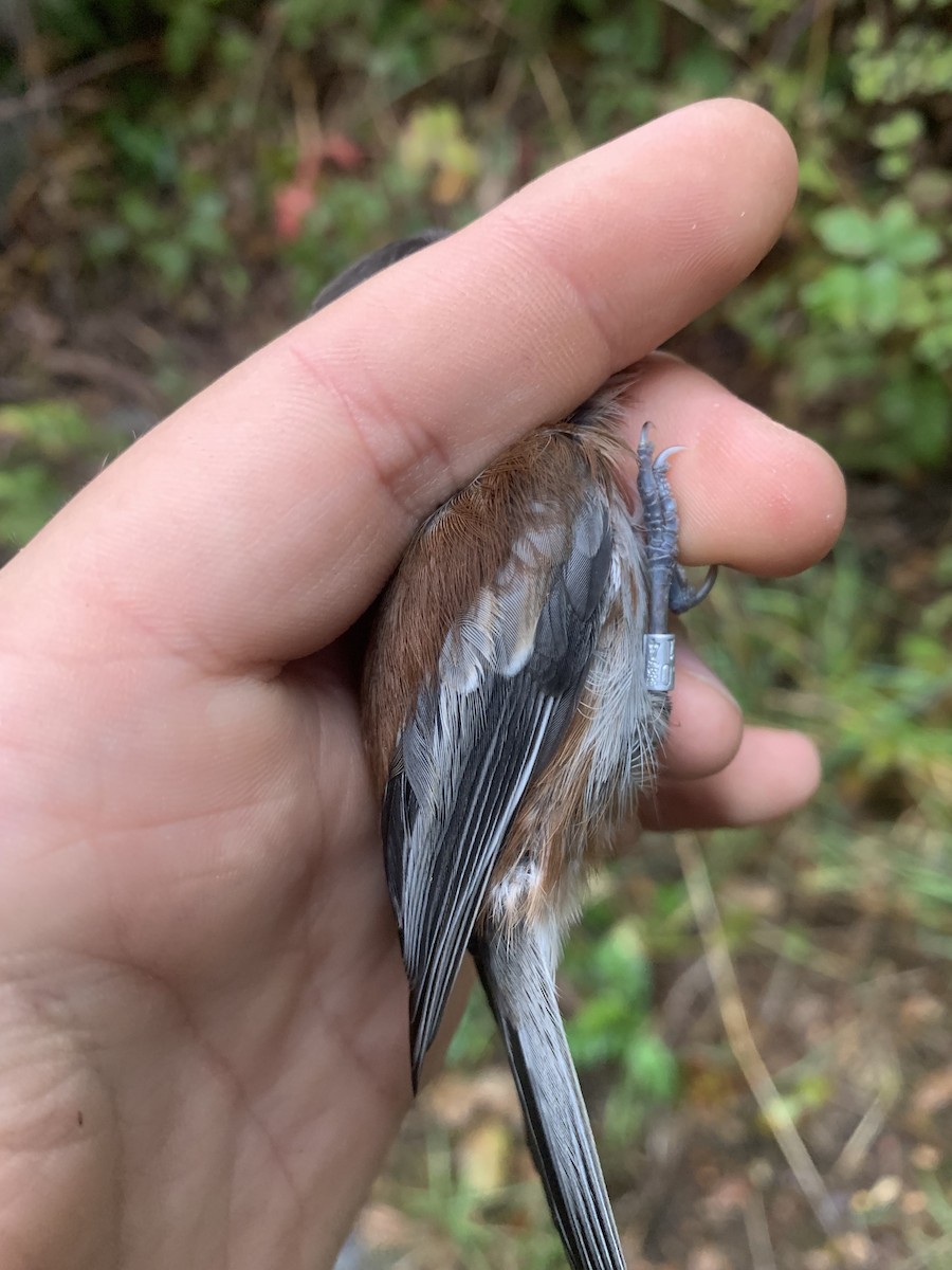 Chestnut-backed Chickadee - ML643787500