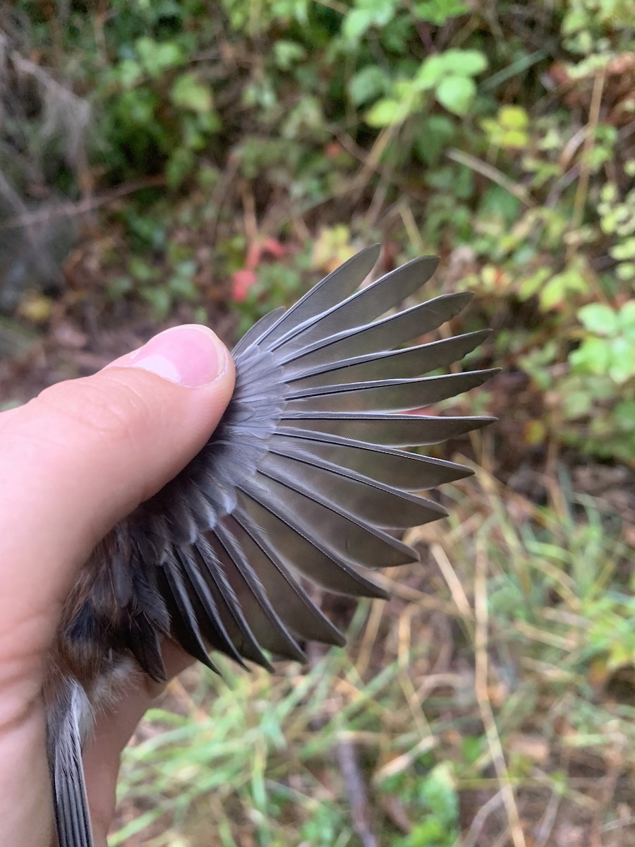 Chestnut-backed Chickadee - ML643787501