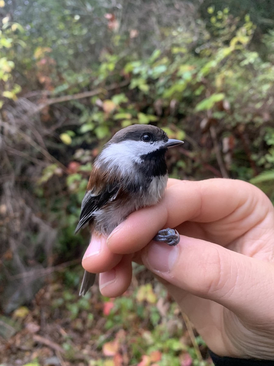 Chestnut-backed Chickadee - ML643787502