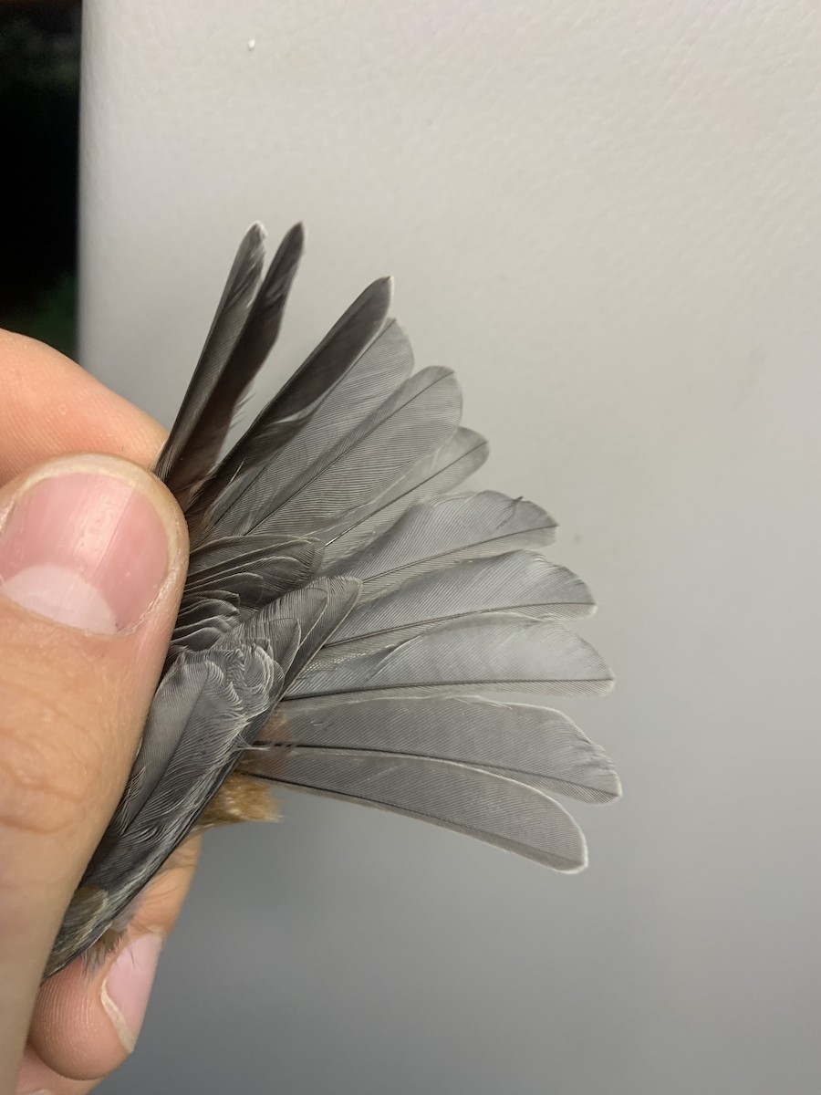 Chestnut-backed Chickadee - ML643787503