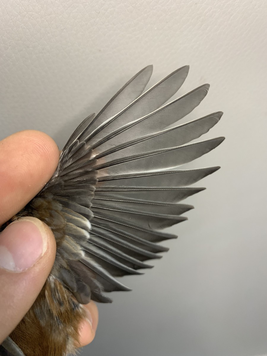 Chestnut-backed Chickadee - ML643787504