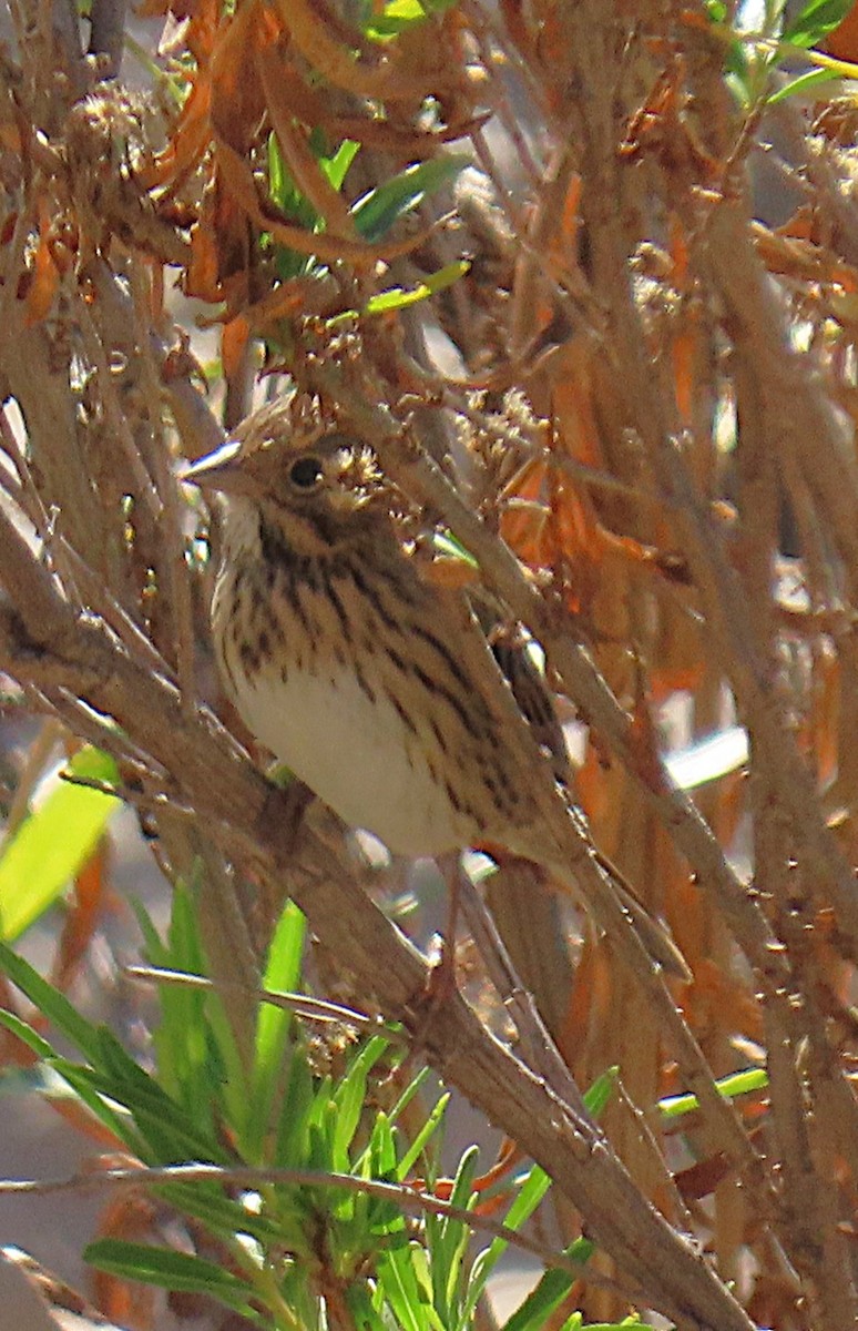 Lincoln's Sparrow - ML643787513