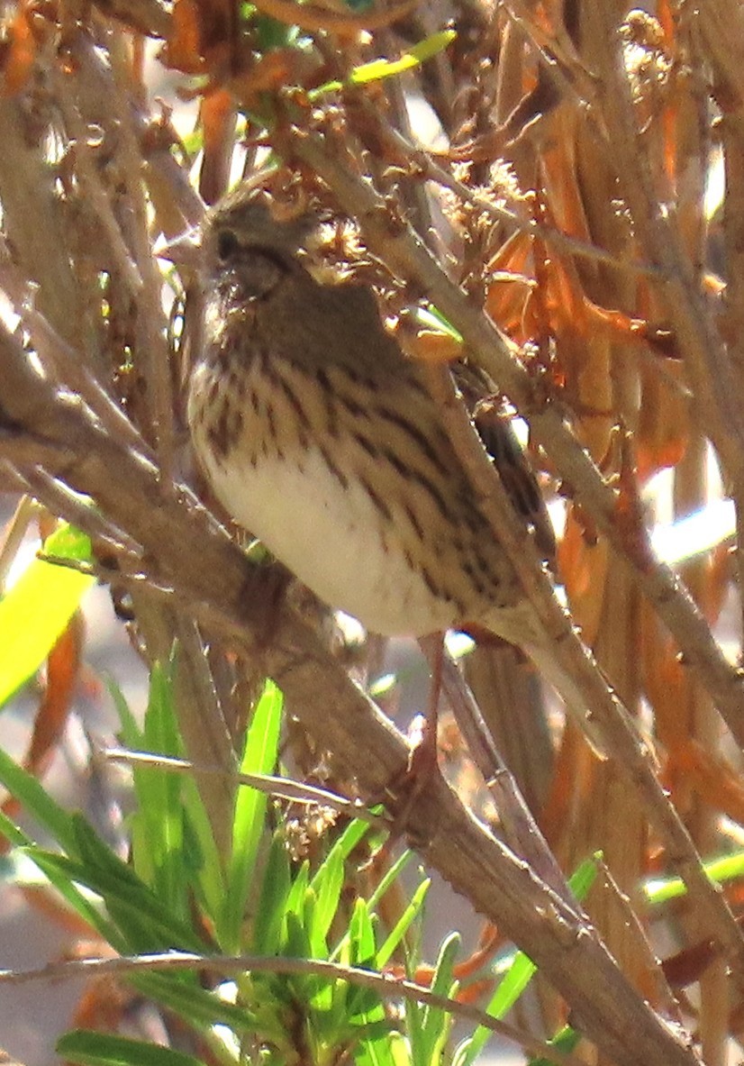 Lincoln's Sparrow - ML643787516