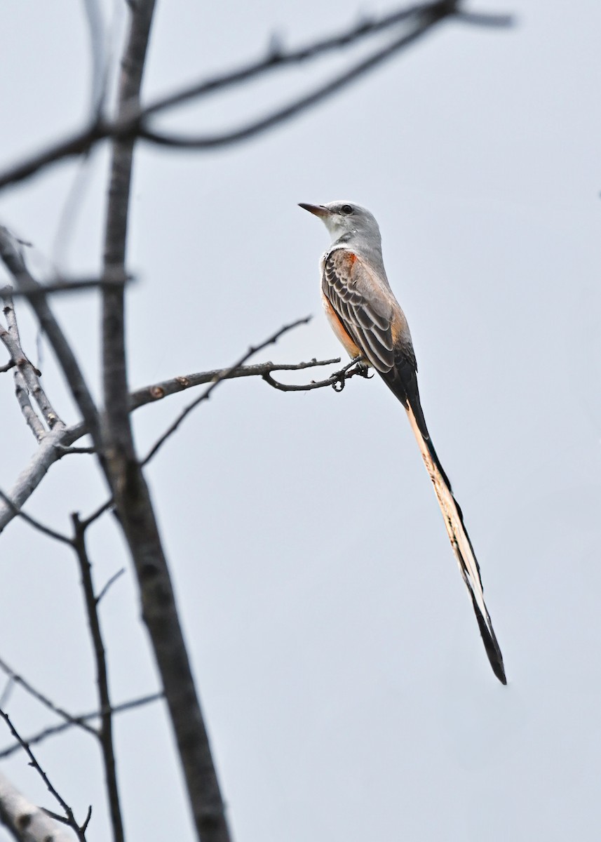 Scissor-tailed Flycatcher - ML643787517