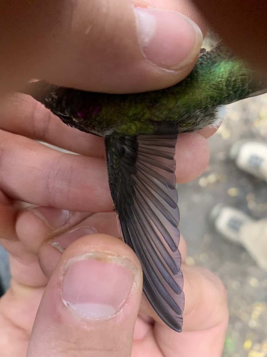 Anna's Hummingbird - ML643787528