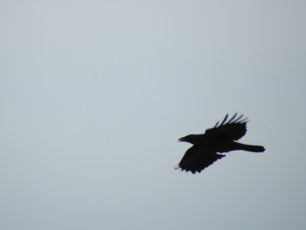 American Crow - ML643787530