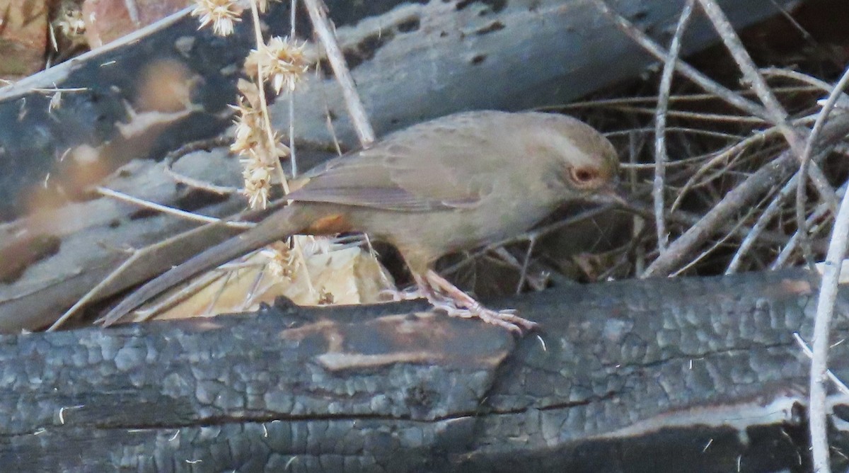 California Towhee - ML643787531