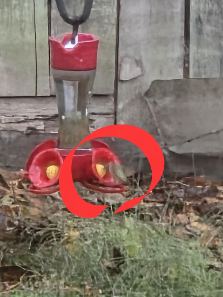Ruby-throated Hummingbird - ML643787535