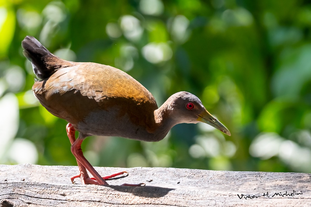 Slaty-breasted Wood-Rail - ML643787547