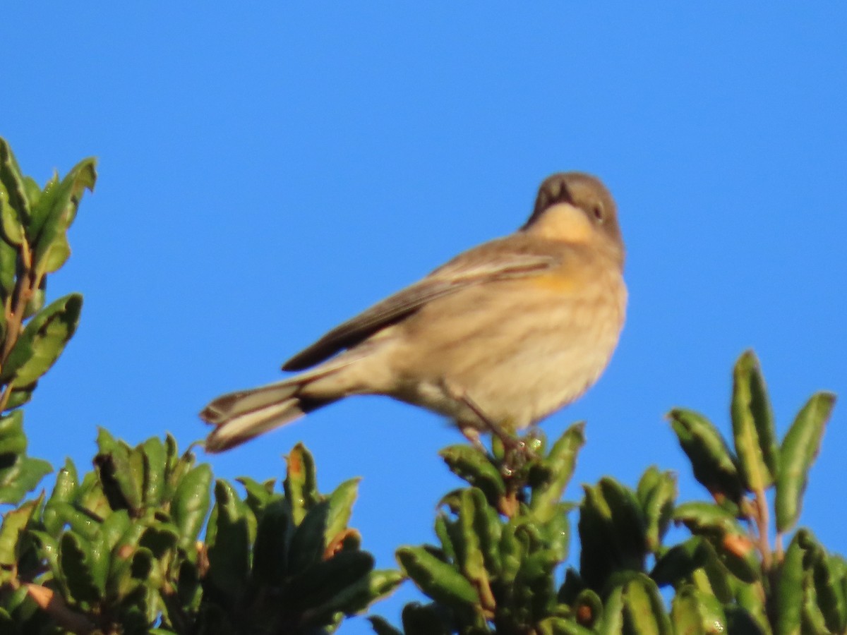 Yellow-rumped Warbler - ML643787553
