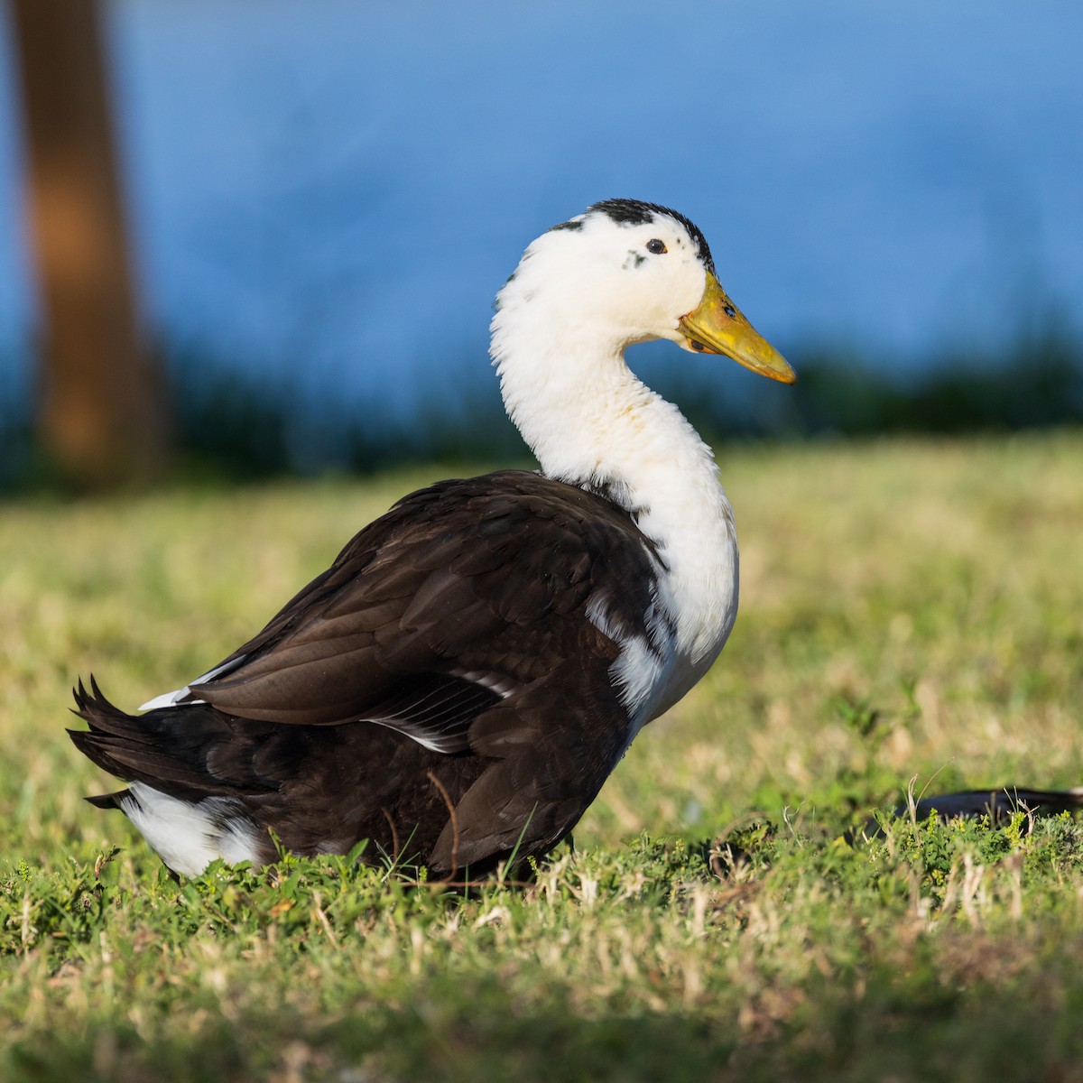 雑種 ノバリケン ｘ マガモ - ML643787556
