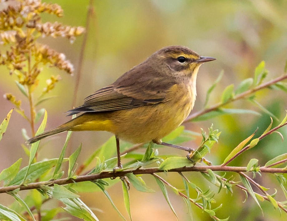 Palm Warbler (Yellow) - ML643787558