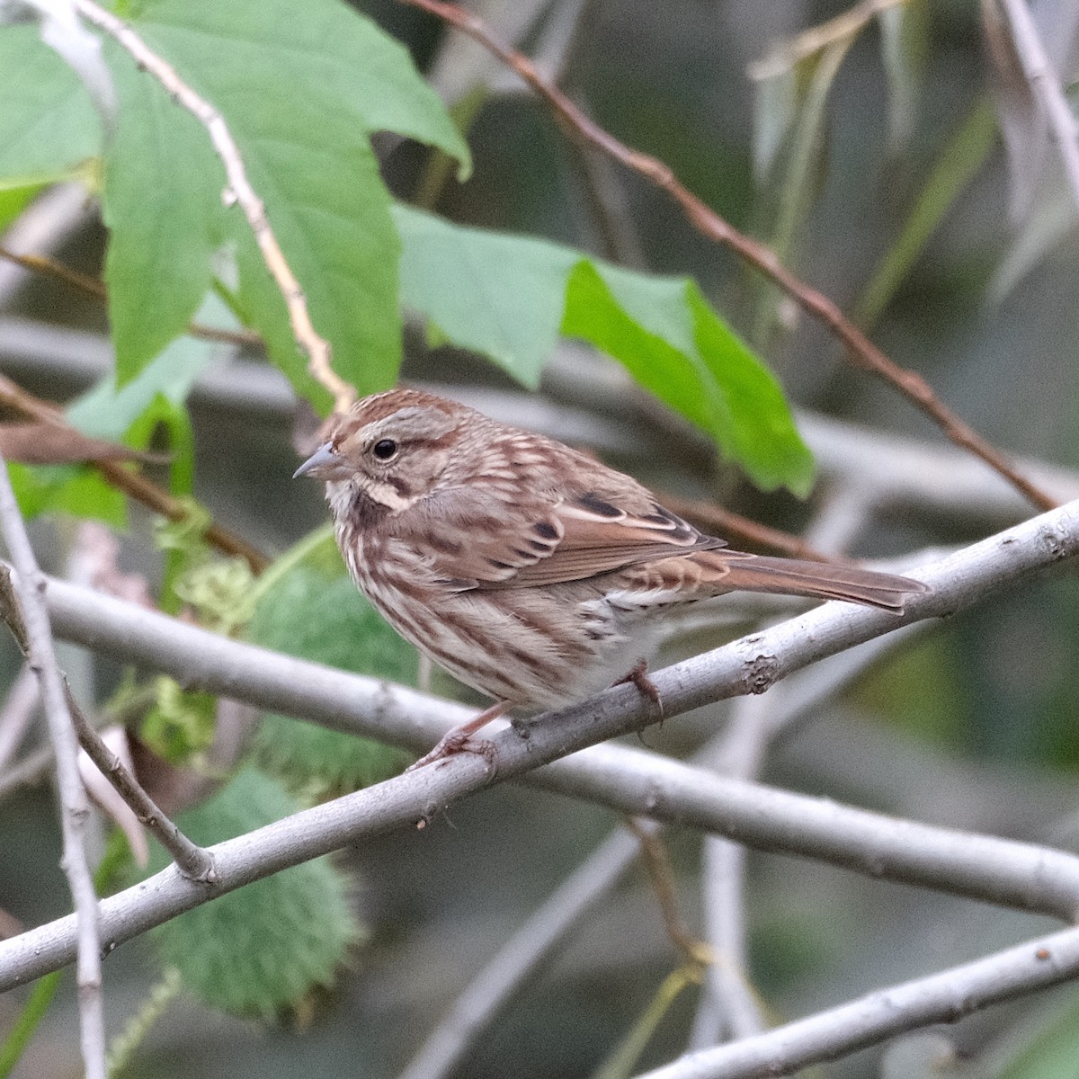 Song Sparrow - ML643787560