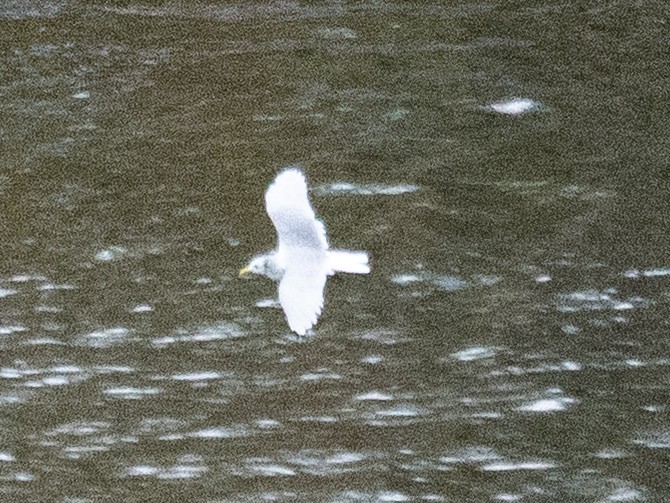 Common Gull - ML643787562