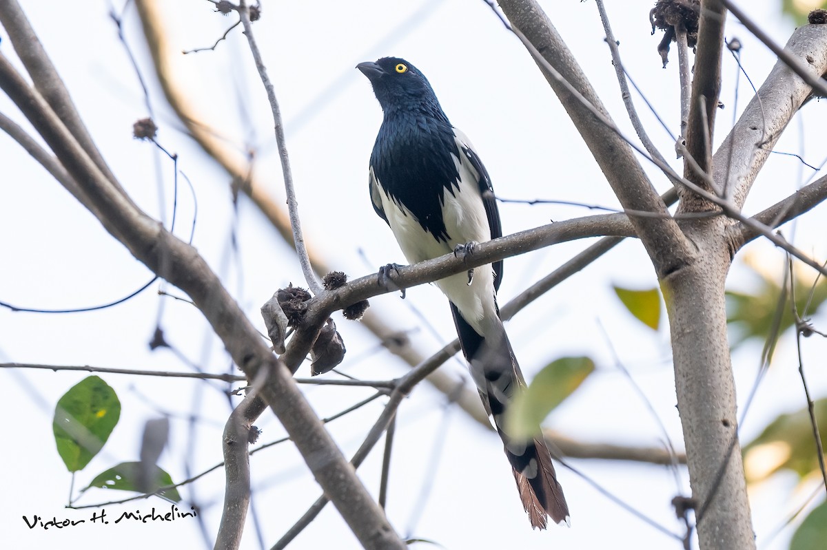 Magpie Tanager - ML643787576