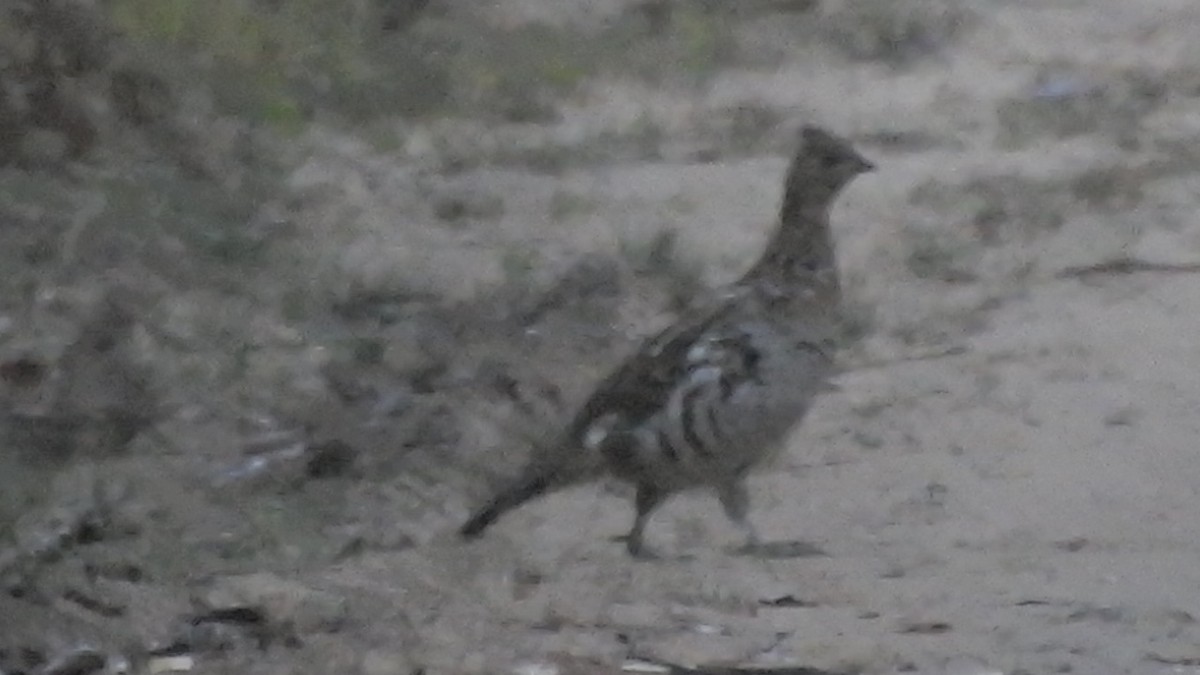 Ruffed Grouse - ML643787577