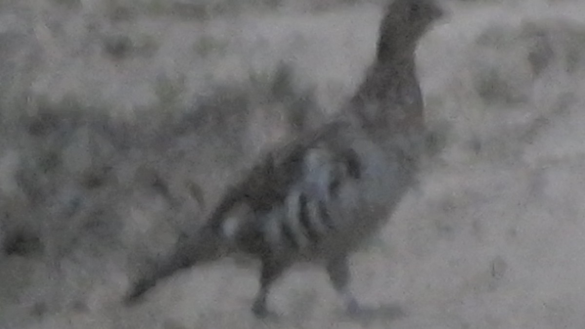 Ruffed Grouse - ML643787578