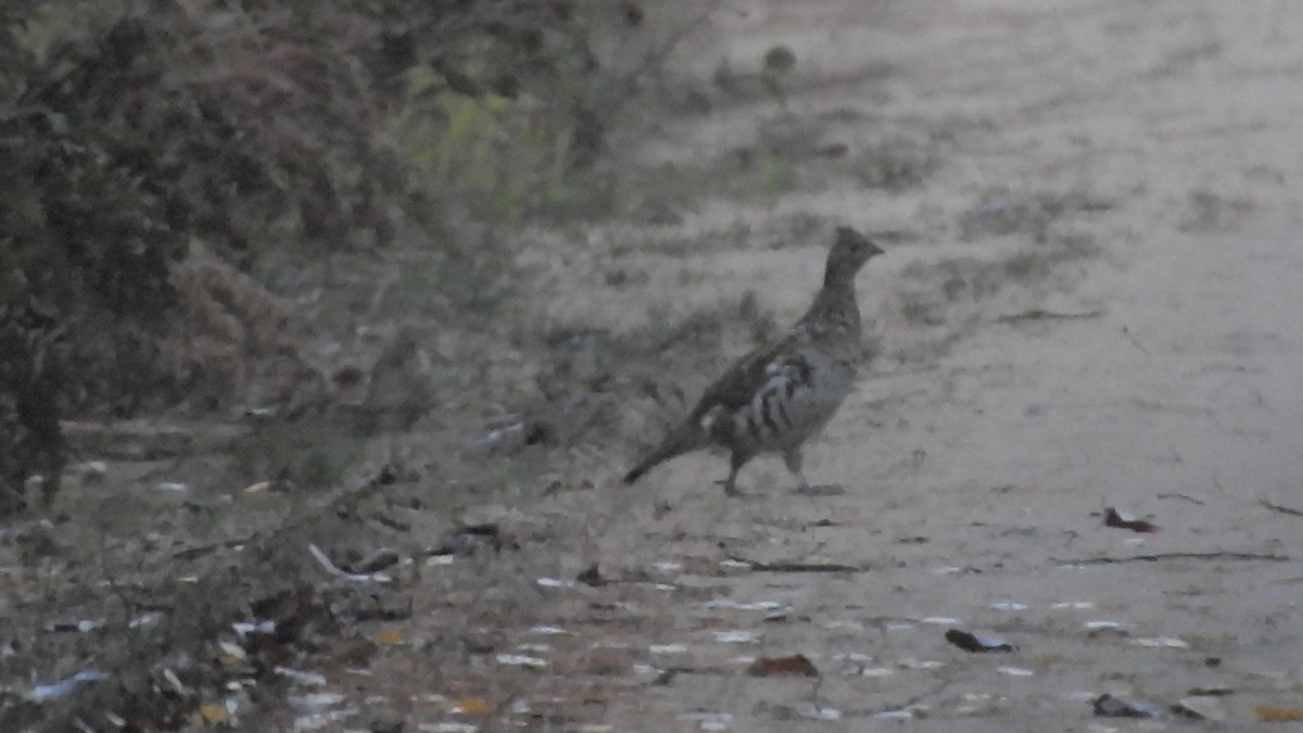 Ruffed Grouse - ML643787579