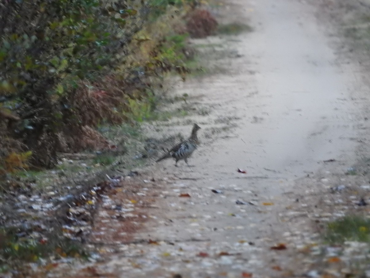 Ruffed Grouse - ML643787581