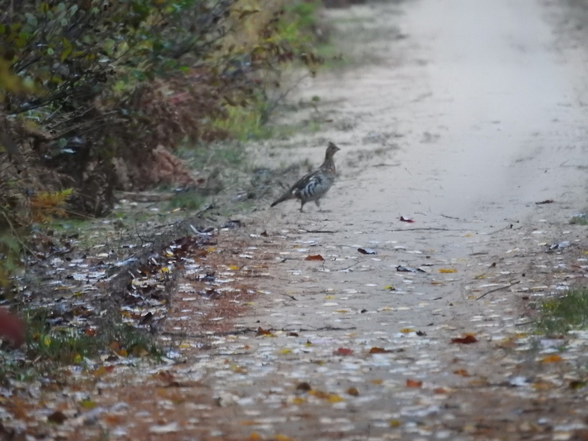 Ruffed Grouse - ML643787582