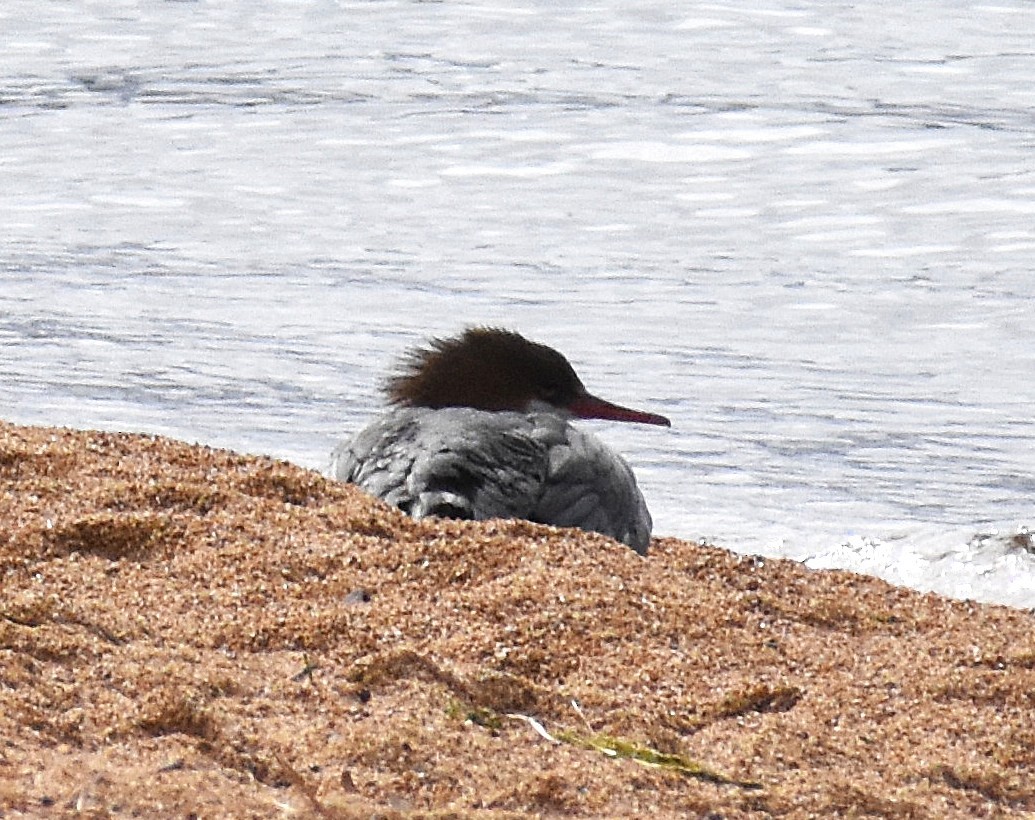 Common Merganser - ML643787583