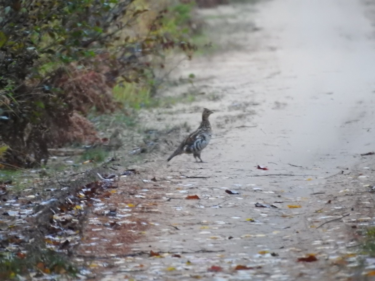 Ruffed Grouse - ML643787584