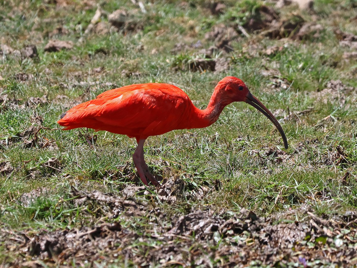 Scarlet Ibis - ML643787585