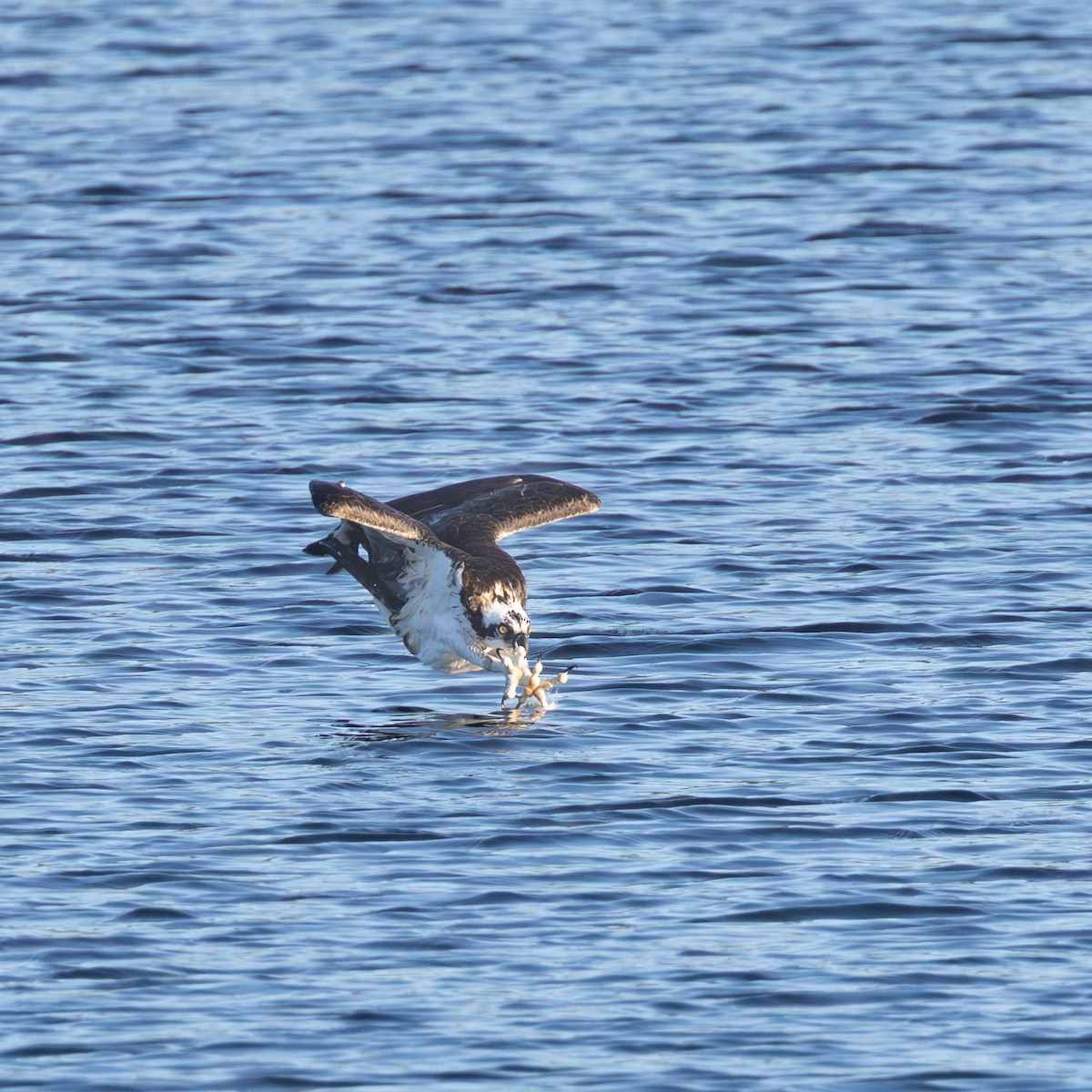 Osprey - ML643787586