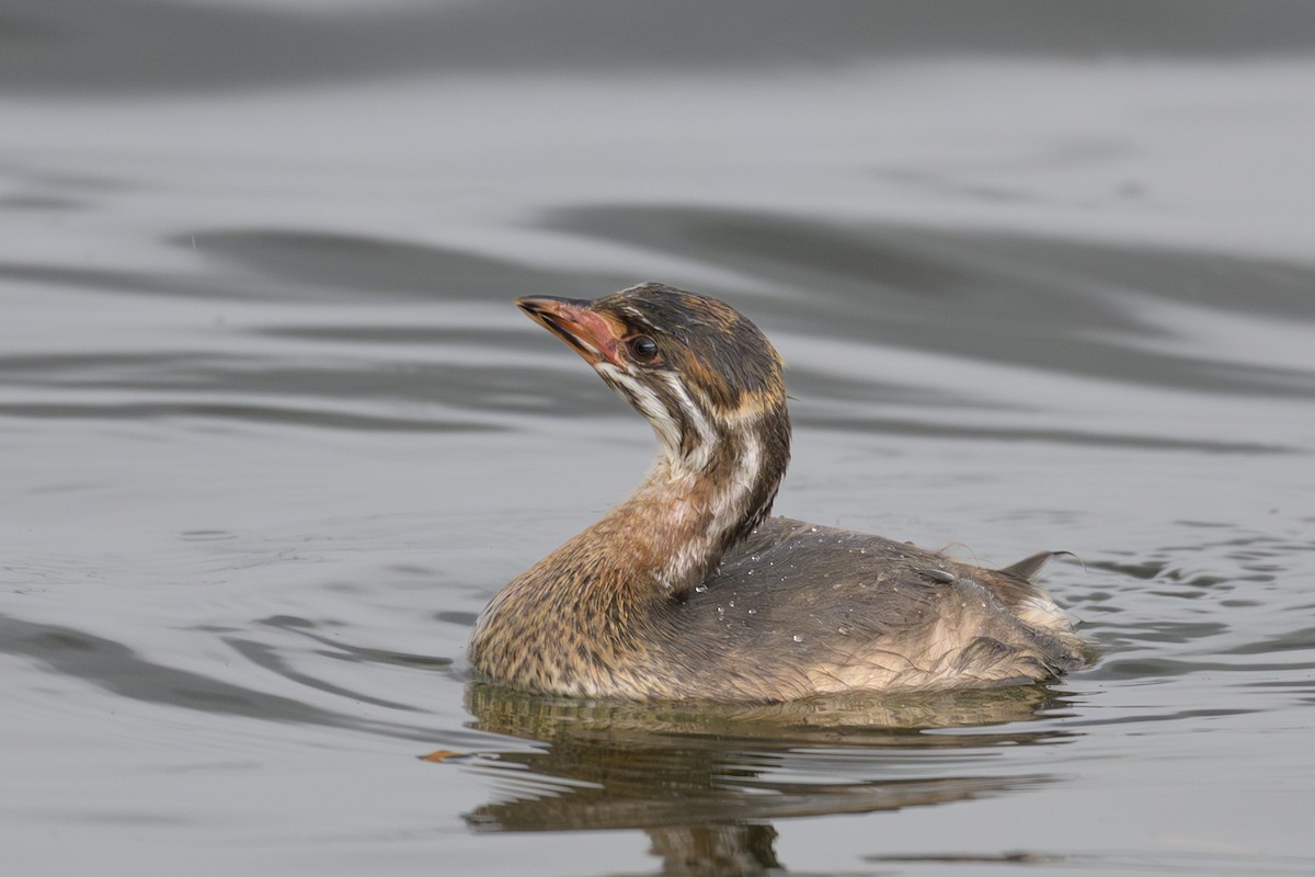 Pied-billed Grebe - ML643787587