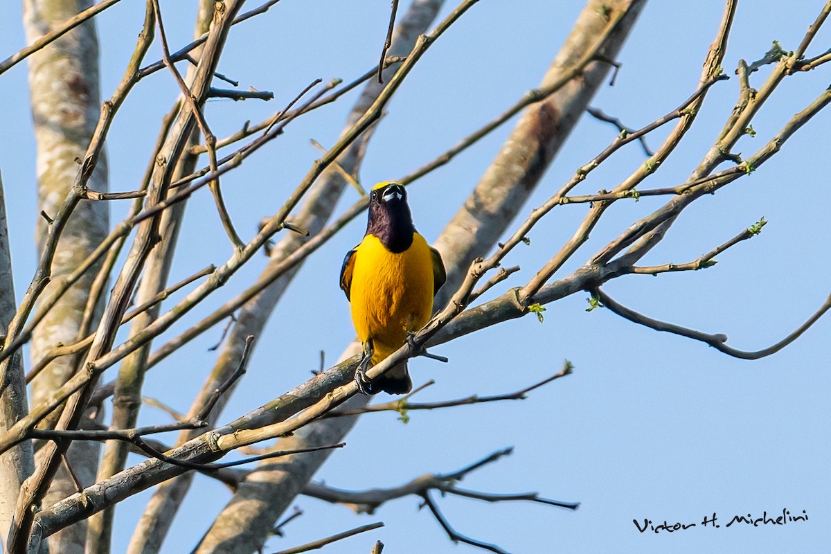 Purple-throated Euphonia - ML643787588